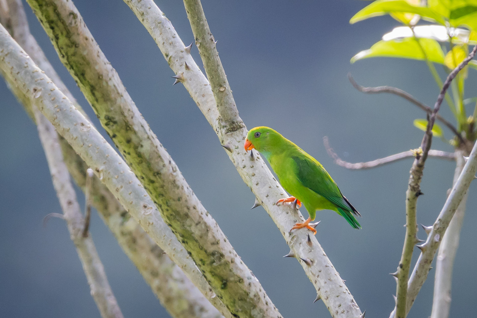image Vernal Hanging-Parrot